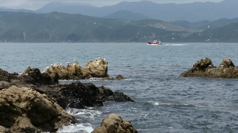 Seagulls on Coast Stock Footage 86671643