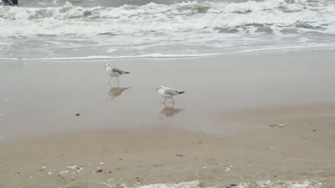 Seagulls on the coast Stock Footage 149184191