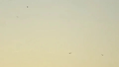 Seagulls on the coast of ibiza Stock Footage 86564533