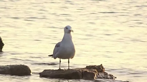 Seagulls on the coast of ibiza Stock Footage 86564573