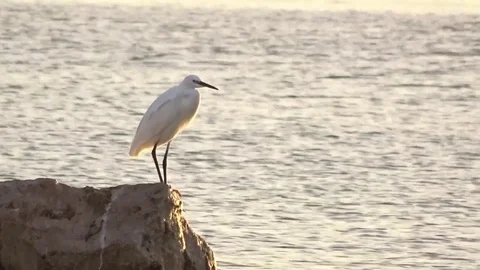 Seagulls on the coast of ibiza Stock Footage 86564610