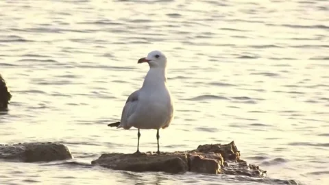 Seagulls on the coast of ibiza Stock Footage 86564614