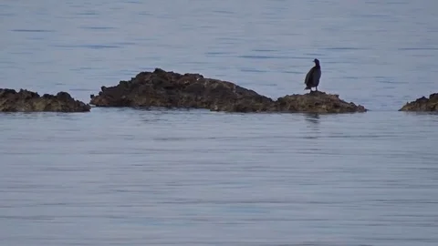 Seagulls on the coast of ibiza Video stock 86564657