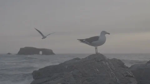 Seagulls at the Coast - Log 스톡 동영상 85451805