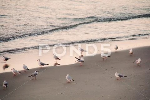 Seagulls on coast Stock Photos