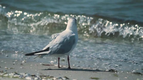 Seagulls on the coastline Stock Footage 255622708