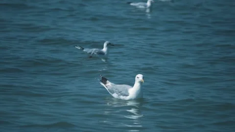 Seagulls on the coastline Stock Footage 255622778