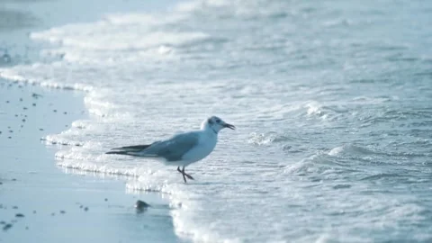 Seagulls on the coastline Stock Footage 255622784