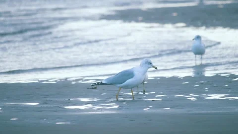 Seagulls on the coastline Stock Footage 255625801