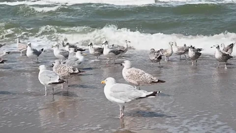 Seagulls on the coastline Stock Footage 308069393