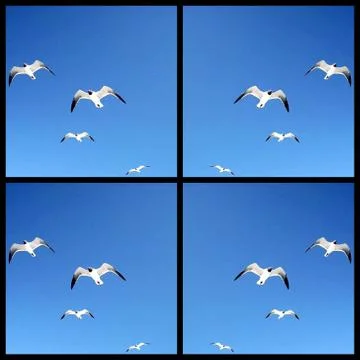 Seagulls Collage 2 Stock Photos