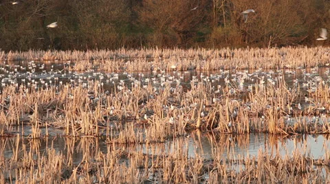 Seagulls colony in pond with nests Stock Footage 37546972