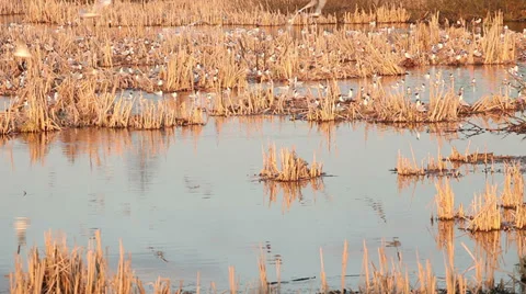 Seagulls colony in pond with nests Stock Footage 37547523