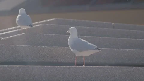 Seagulls on Concrete Steps in Sunlight at Sydney Opera House, Australia, Daytime Stock Footage 345721140