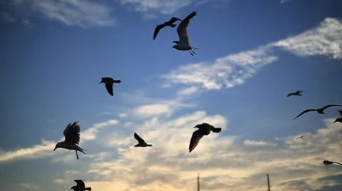 Seagulls at Coney Island Stock Footage