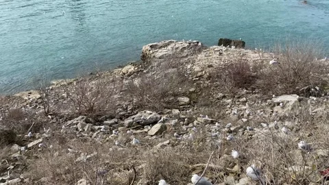 Seagulls Congregate Next To River Stock Footage 270194584