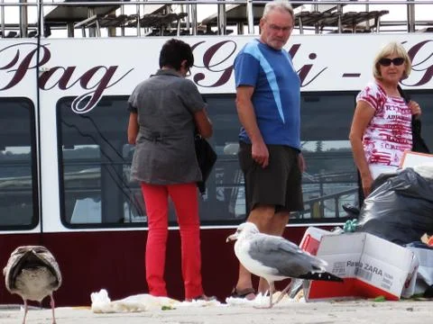 Seagulls create a mess Stock Photos