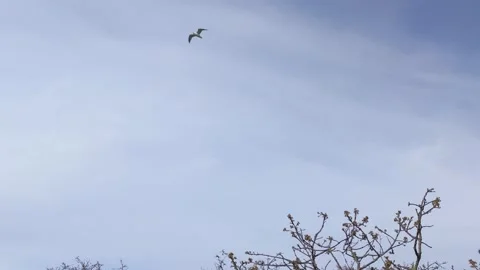 Seagulls crossing paths at Cattle Point Stock Footage 190815148