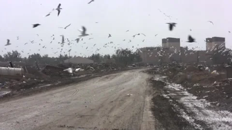 Seagulls &amp; crows in landfill Stock Footage 978386