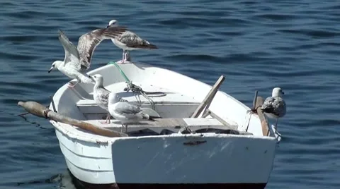 Seagulls on a dancing boat Stock Footage 7747797