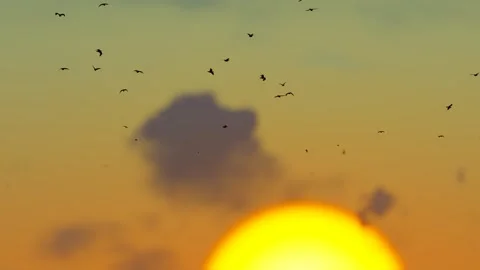 Seagulls dancing at sunset in the morning and evening Stock Footage 288282976