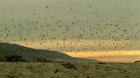 Seagulls at Dawn Stock Footage 45890691