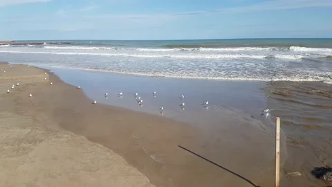 Seagulls on deserted sandy beach Stock Footage 168127225