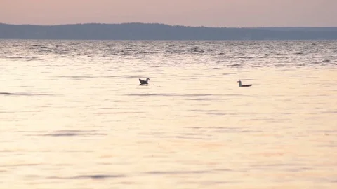 Seagulls dive into water foraging and hunting Stock Footage 87857232