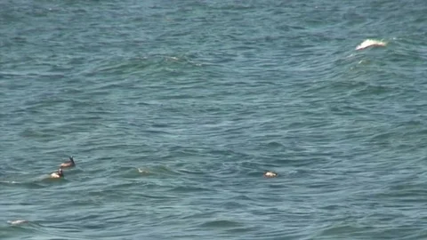 Seagulls diving for fish in the Atlantic Ocean Stockbeeldmateriaal 83971537