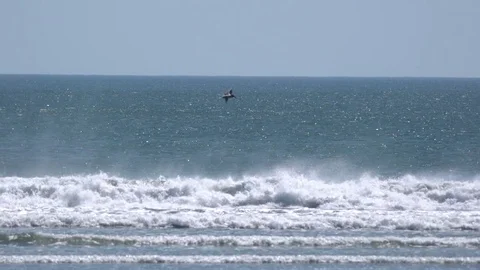 Seagulls diving into the ocean Video stock 80119675