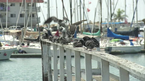 Seagulls on a Dock Stock Footage 40715682