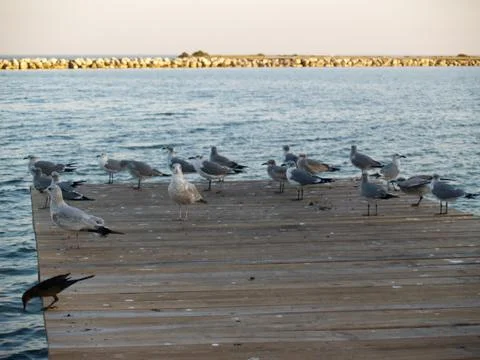 Seagulls on a Dock Foto stock
