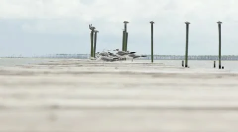 Seagulls down pier Stock Footage 22223944