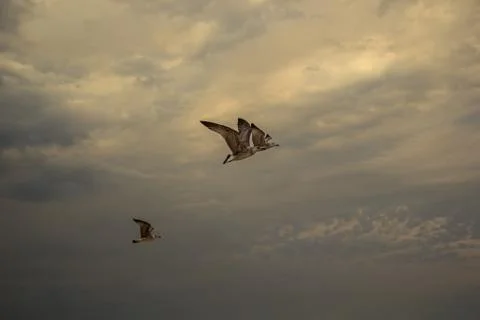 The Seagulls on a dramatic sky Foto stock