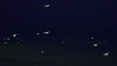 Seagulls Drift Peacefully, Dusk Settles Over Tranquil Seas Where White Gulls Stock Footage 323776600