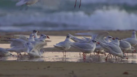 Seagulls drinking and bathing by the beach 库存影片 147413933