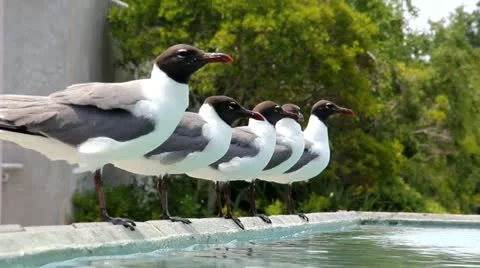 Seagulls Drinking Stock Footage 11375526