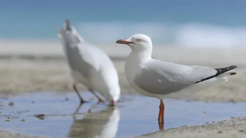 Seagulls drinking from a pool of fresh water at Cottesloe Beach, WA Stock Footage 138323469