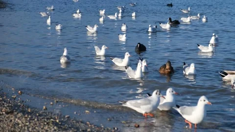 Seagulls ducks sea. Video stock 219348959