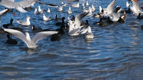 Seagulls ducks sea Stock Footage 239267016