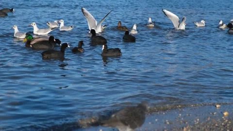 Seagulls ducks sea Stock Footage 239267022