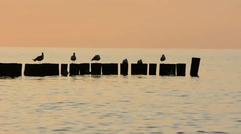 Seagulls at dusk Stock Footage 40516170
