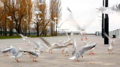 Seagulls eating bread on the pier by big group Stock Footage 122822015