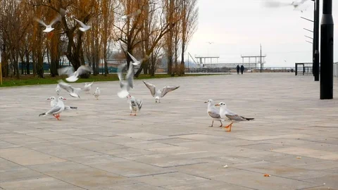 Seagulls eating bread on the pier by big group slow motion video Stock Footage 122857519
