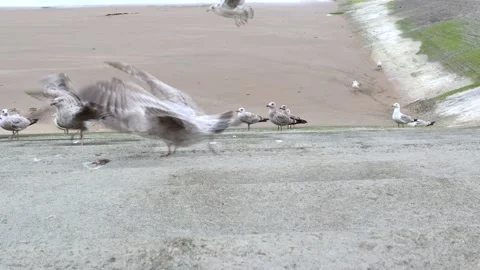 Seagulls Eating Bread On Seaside Steps Stock-Footage 193514761
