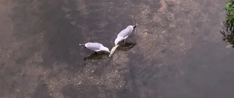 Seagulls Eating Fish in River Onyar 4K 60p Stock Footage