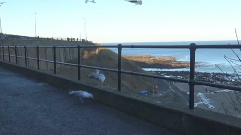 Seagulls eating Stock Footage 112359286