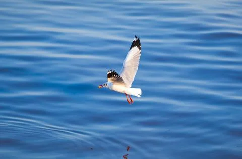 Seagulls eating Stock Photos