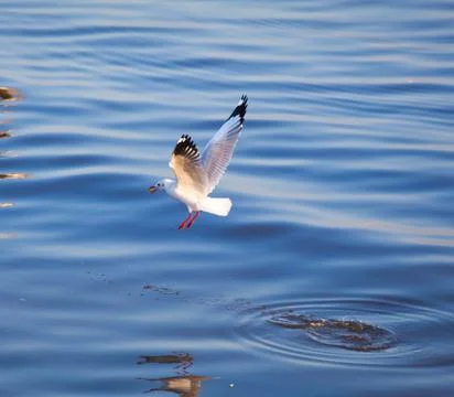 Seagulls eating Stock Photos