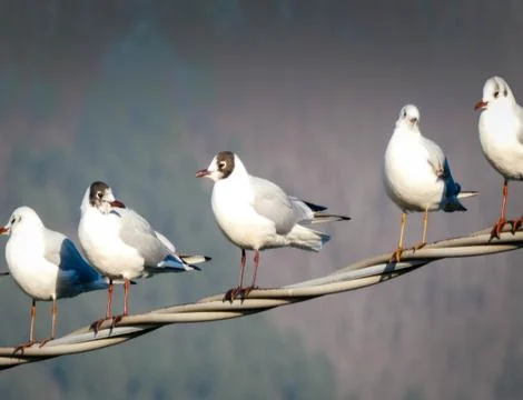 Seagulls on the electrics line Stock Photos